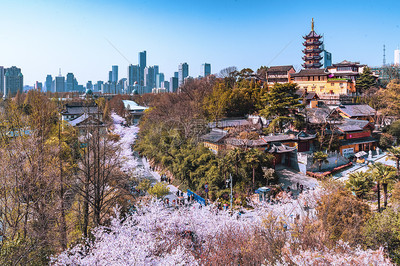 江苏南京春天鸡鸣寺樱花高清图片下载-正版图片501747842